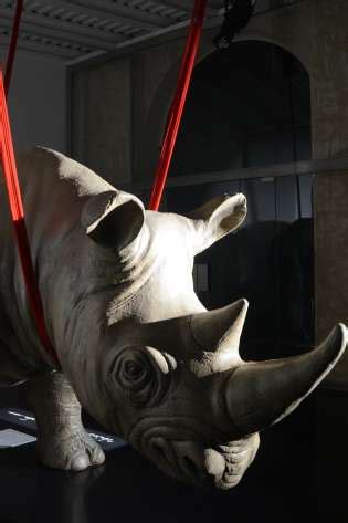 Rhinoceros Roma, The Beating Heart Of The Ancient City.